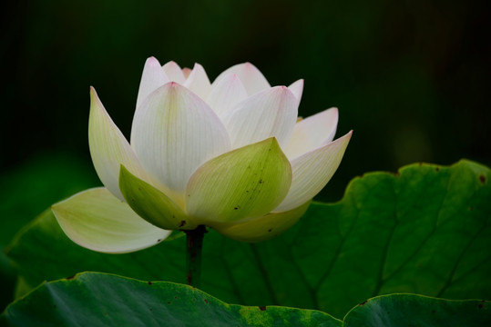 莲花特写