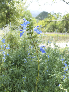 蓝色野花