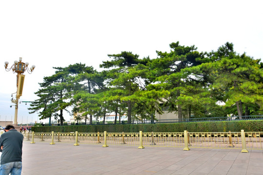 天安门广场的松树