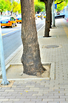 街边大树