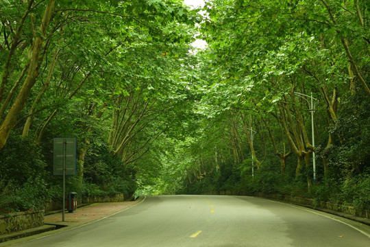 树木树林道路