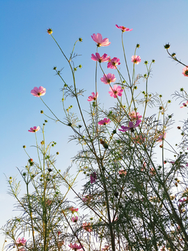 格桑花