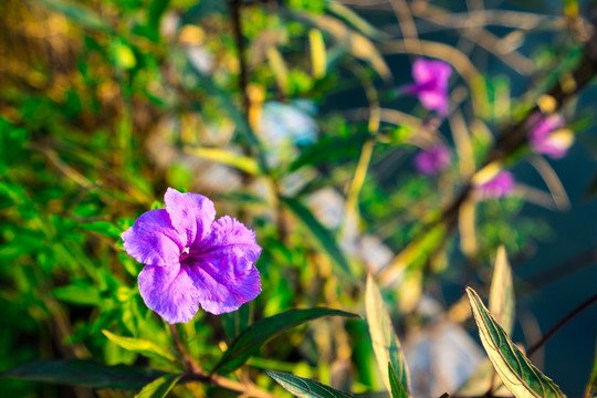 路边的野花