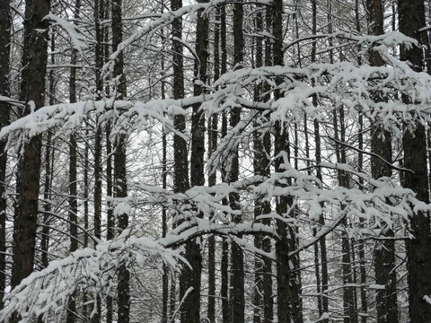 大兴安岭森林雪景