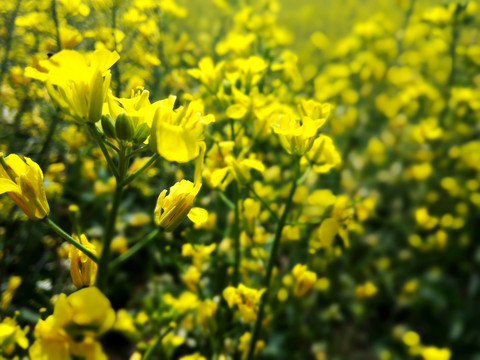 油菜花