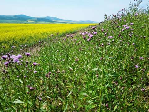 田野油菜花