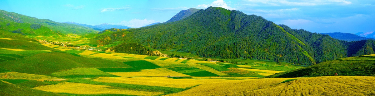 青海 祁连山 卓尔山全景 油菜