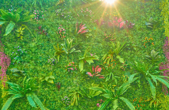 阳光绿植花墙 高清大图
