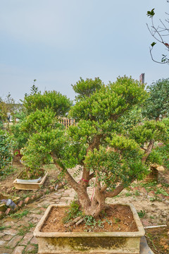 古桩盆景 高清大图