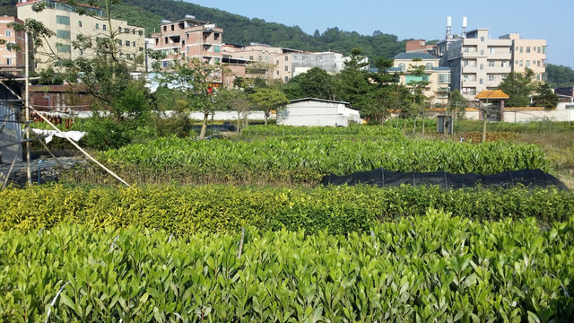 树苗种植基地