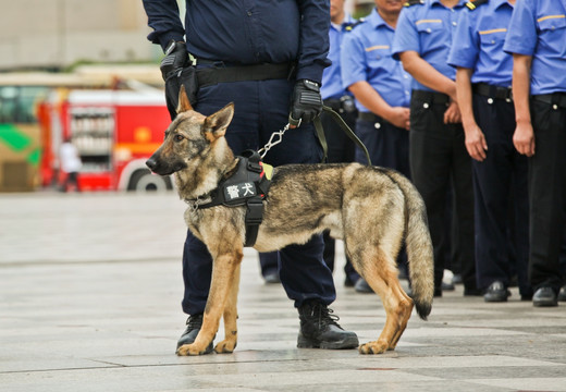 警犬