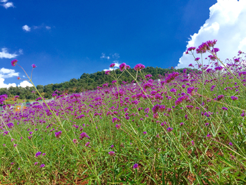 马鞭草花海