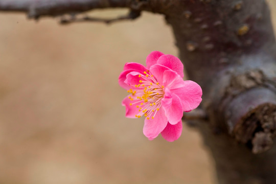 梅花