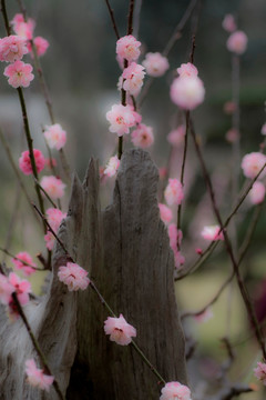 梅花