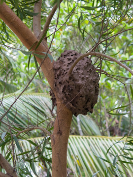 树林中的蜂巢