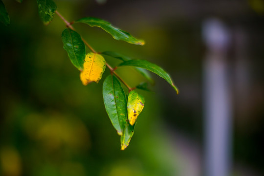 植物墙