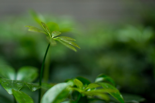 植物墙