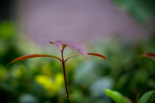 植物墙