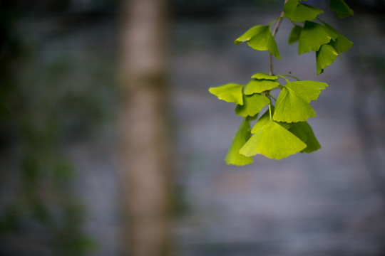 植物墙