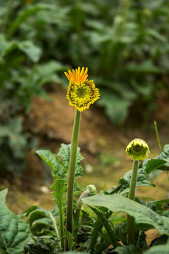 非洲菊