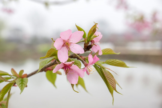 樱花