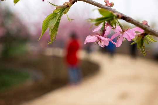 樱花