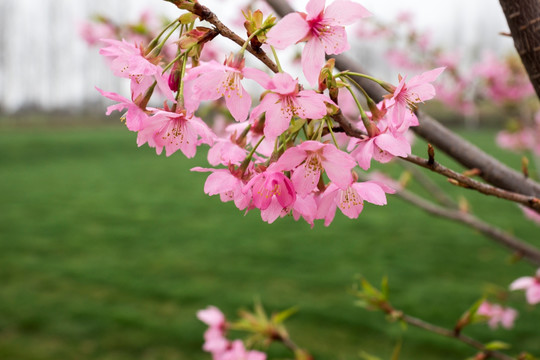 樱花