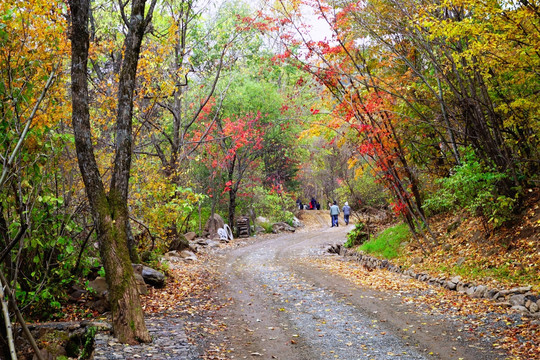 彩林小路