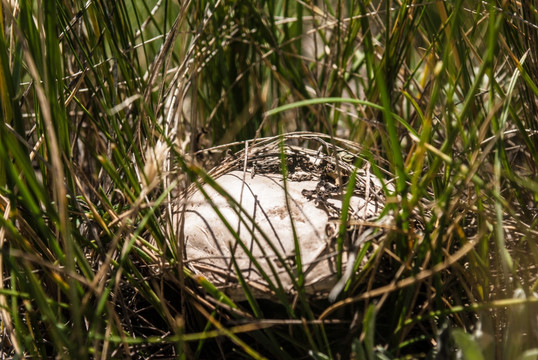 新疆草原蘑菇