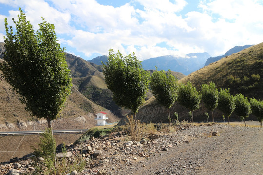 山路树林