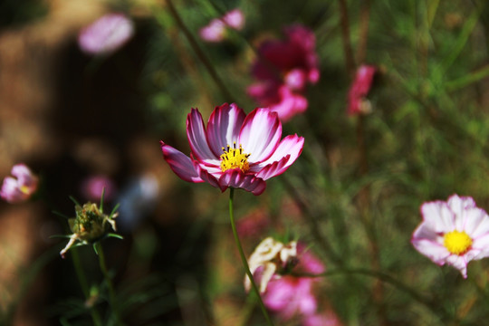 格桑花