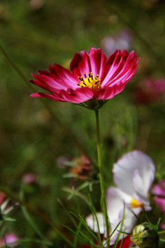 格桑花