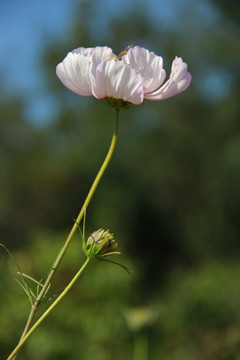 格桑花