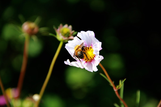 蜂花恋