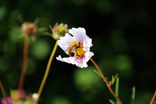 蜂花恋