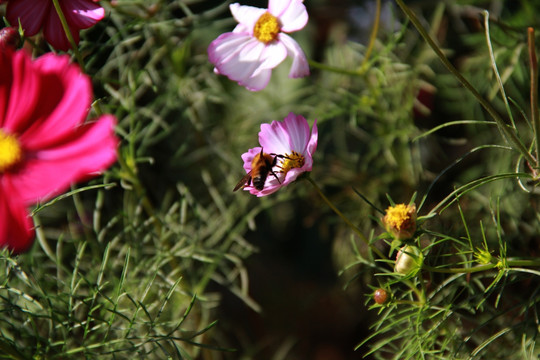 格桑花