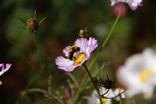 蜂花恋