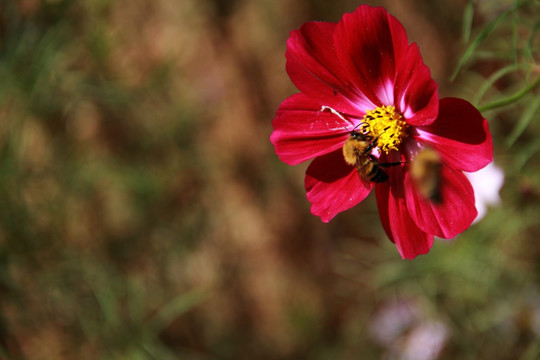 蜂恋花