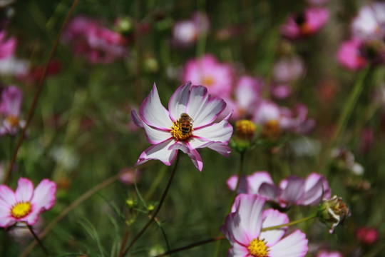 蜂花恋