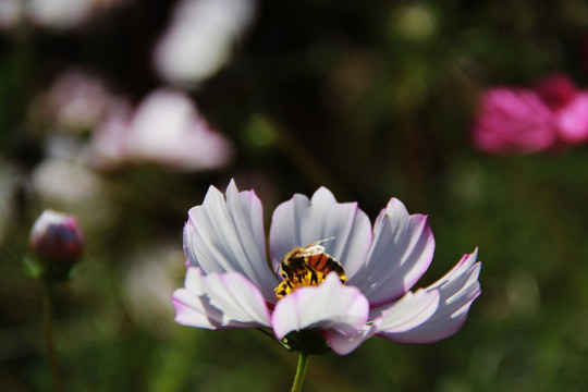 蜂花恋