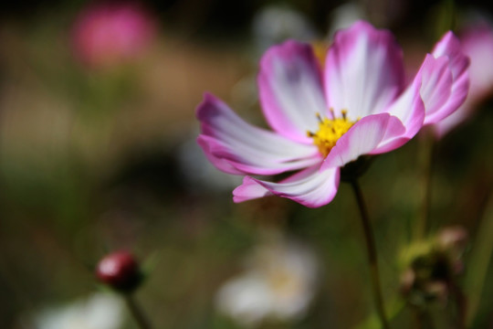 格桑花