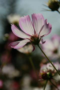 格桑花