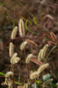 狗尾草