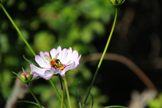 蜂花恋