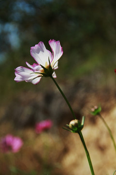 格桑花