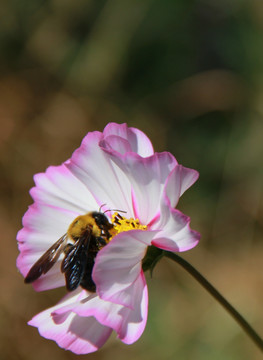 蜂花恋