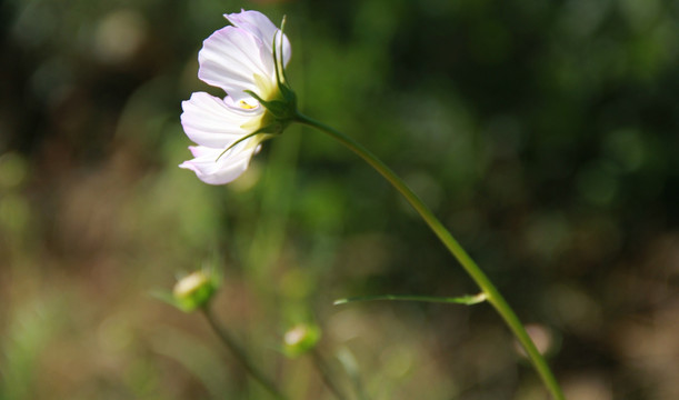 格桑花