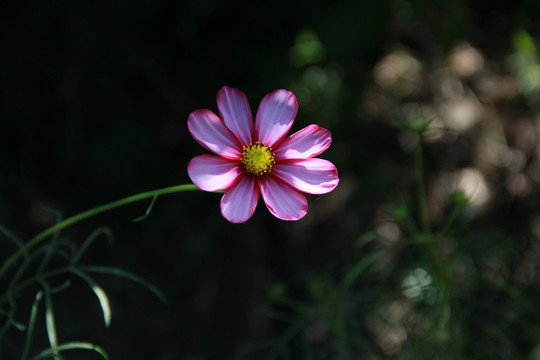 格桑花