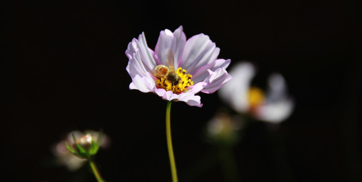 蜂花恋