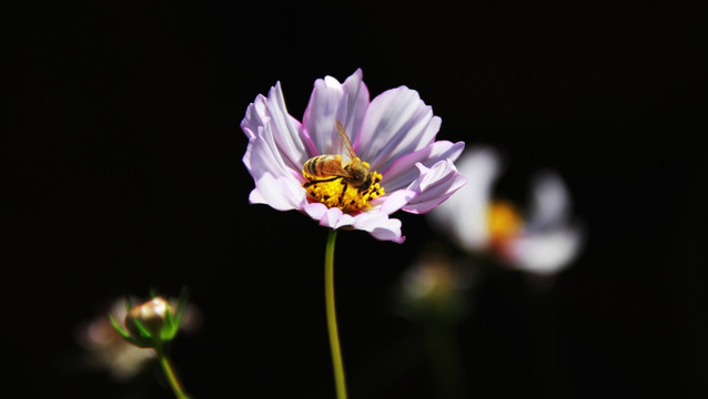 蜂花恋